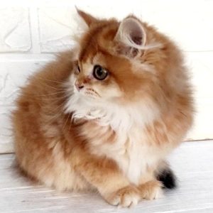 British Longhair Kitten Waffles 4