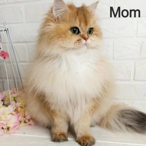 British Longhair Kitten Waffles 5