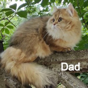 British Longhair Kitten Waffles 6