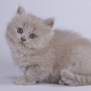 British Longhair Kitten - Wasabi