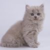 British Longhair Kitten - Wasabi