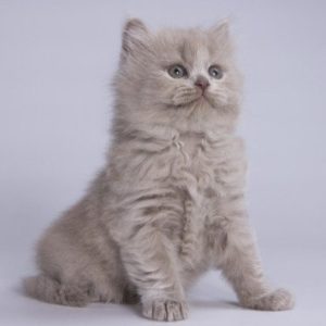 British Longhair Kitten Wasabi 2