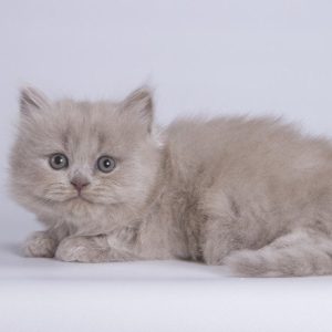 British Longhair Kitten Wasabi 3