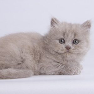 British Longhair Kitten Wasabi 4