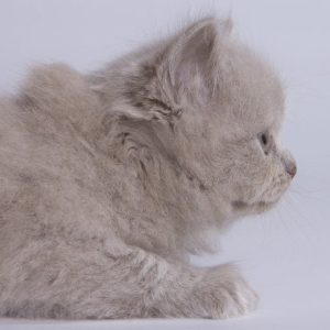 British Longhair Kitten Wasabi 5