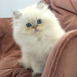 British Longhair Kitten - Zip