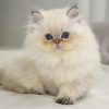 British Longhair Kitten - Zip