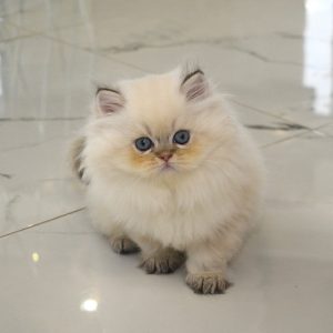 British Longhair Kitten Zip 2