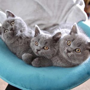 British Shorthair Kitten