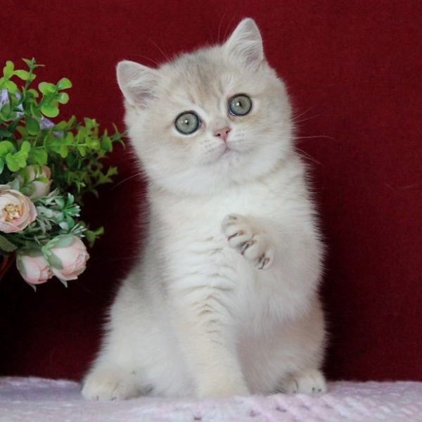 British Shorthair Kitten - Afina