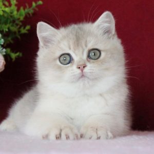 British Shorthair Kitten Afina 2