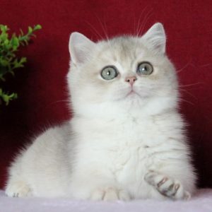 British Shorthair Kitten Afina 3