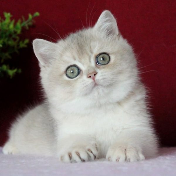 British Shorthair Kitten - Afina