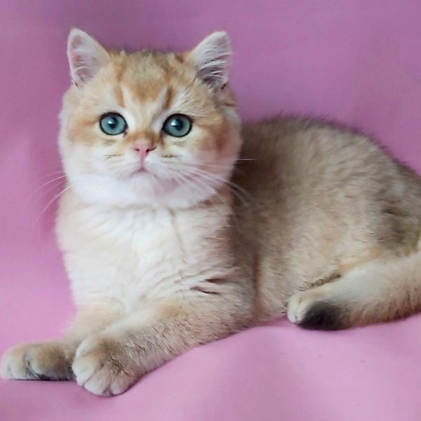 British Shorthair Kitten - Alex