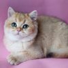 British Shorthair Kitten - Alex