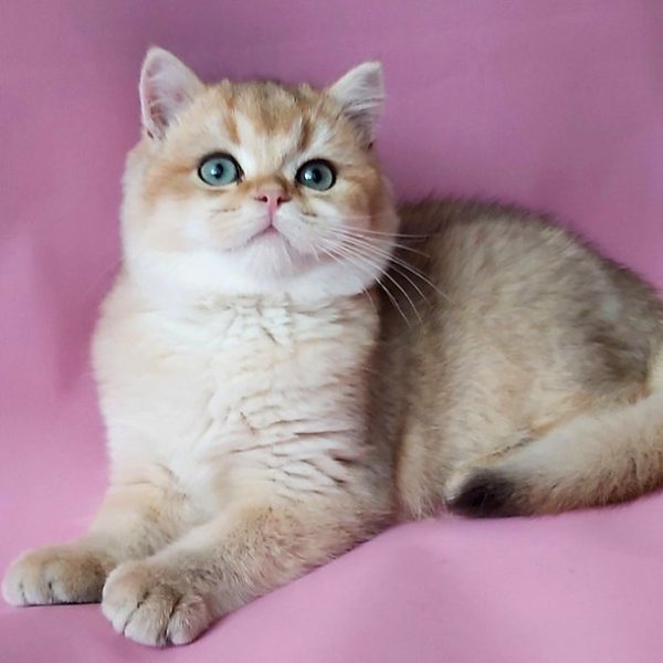 British Shorthair Kitten Alex 2