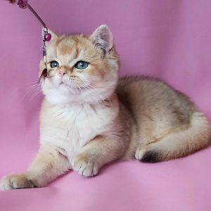 British Shorthair Kitten Alex 3