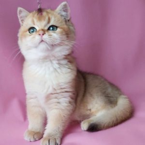 British Shorthair Kitten Alex 4