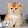 British Shorthair Kitten - Ashlin