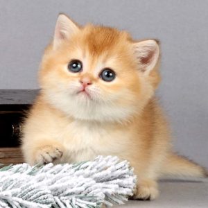 British Shorthair Kitten Ashlin 2