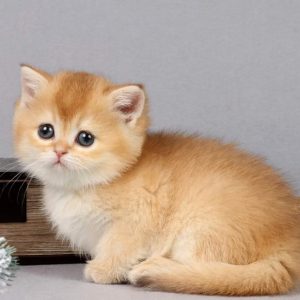 British Shorthair Kitten Ashlin 3