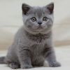 British Shorthair Kitten - Bruno