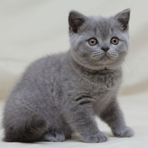 British Shorthair Kitten Bruno 2