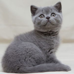 British Shorthair Kitten Bruno 3