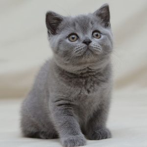 British Shorthair Kitten Bruno 4