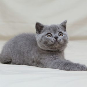 British Shorthair Kitten Bruno 5