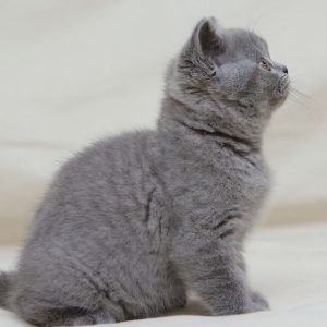 British Shorthair Kitten Bruno 6