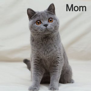 British Shorthair Kitten Bruno 7