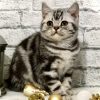 British Shorthair Kitten - Bubbles