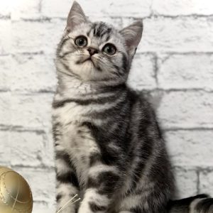 British Shorthair Kitten Bubbles 3