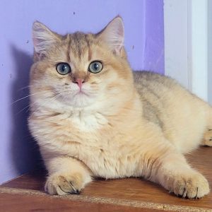 British Shorthair Kitten Cheshire 2