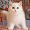 British Shorthair Kitten - Diddy