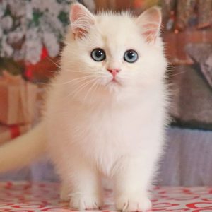 British Shorthair Kitten Diddy 2