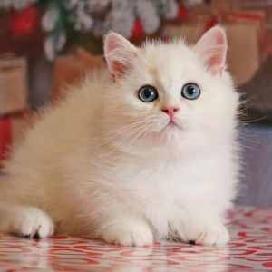 British Shorthair Kitten Diddy 3