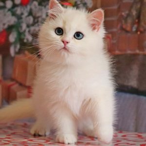 British Shorthair Kitten Diddy 5