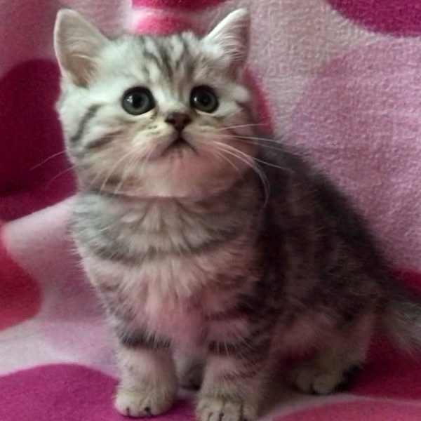 British Shorthair Kitten - Feline