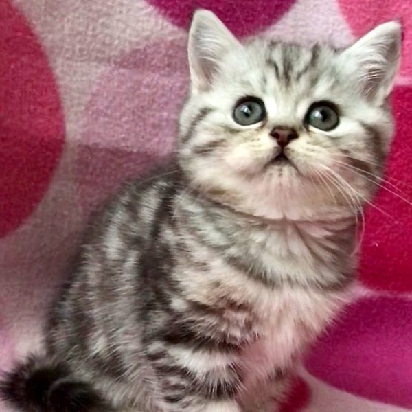 British Shorthair Kitten Feline 3