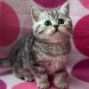 British Shorthair Kitten - Feline