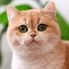 British Shorthair Kitten - Gabriela