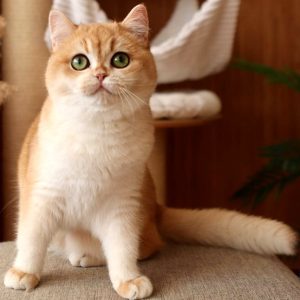 British Shorthair Kitten Gabriela 2