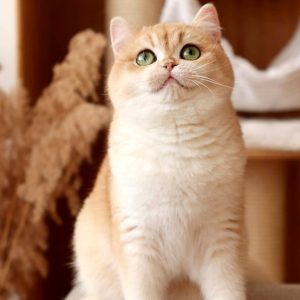 British Shorthair Kitten Gabriela 4