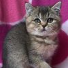 British Shorthair Kitten - Giggles