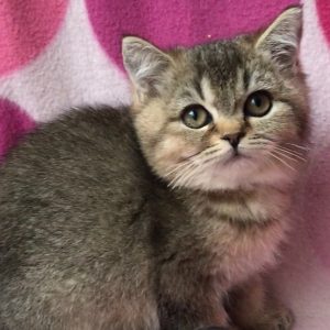 British Shorthair Kitten Giggles 2