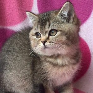 British Shorthair Kitten Giggles 3