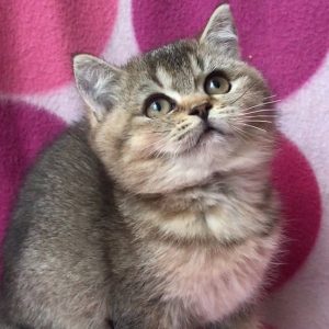 British Shorthair Kitten Giggles 4