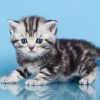 British Shorthair Kitten - Isabella